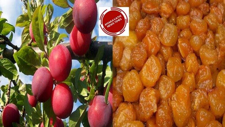 Alu bukhara Fruit..Eating Aloo Bukara Fruits Regularly will Makes you So Healthy