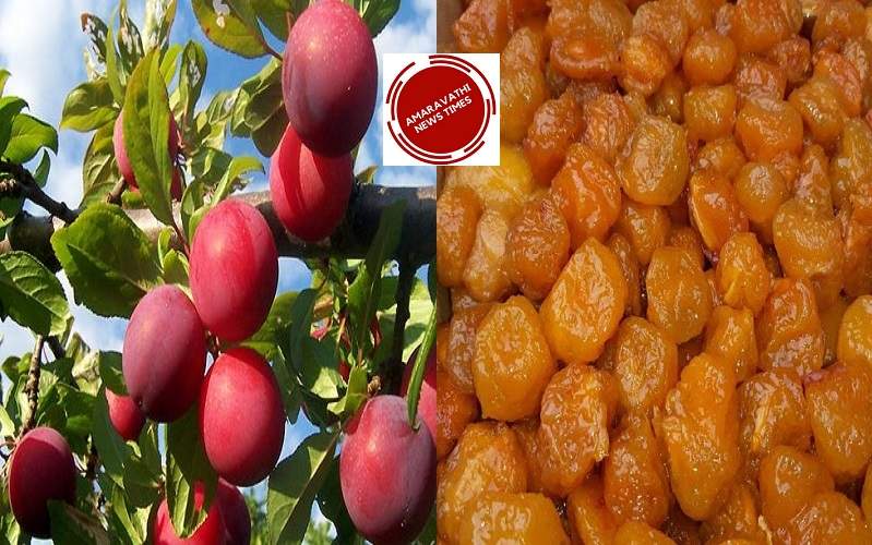 Alu bukhara Fruit..Eating Aloo Bukhara Fruits Regularly will Makes you So Healthy