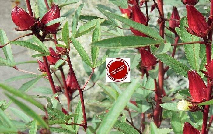 Benefits of Gongura Leaves: Good Medicine for Cough, Tiredness, Sneezing and Most Iron Contained!