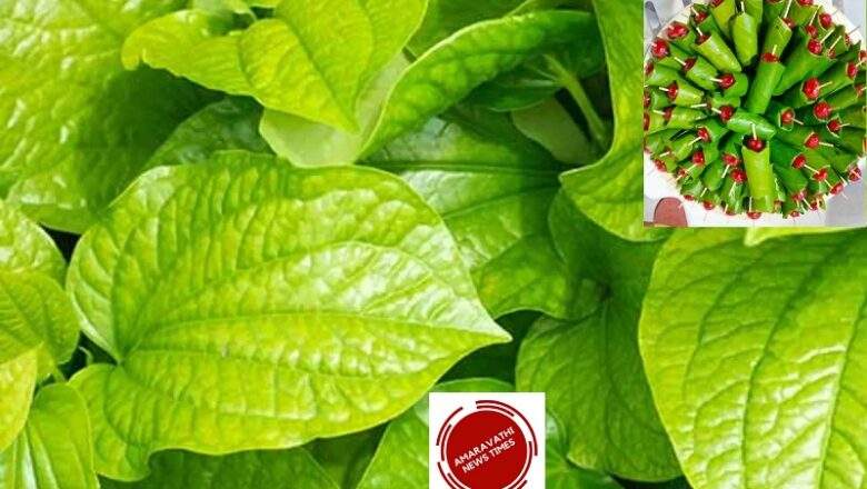 Benefits of Betel Leaves: Paan Leaf to Put Check to the Problem of Ulcer, Diabetes and Constipation