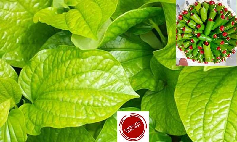 Benefits of Betel Leaves: Paan Leaf to Put Check to the Problem of Ulcer, Diabetes and Constipation