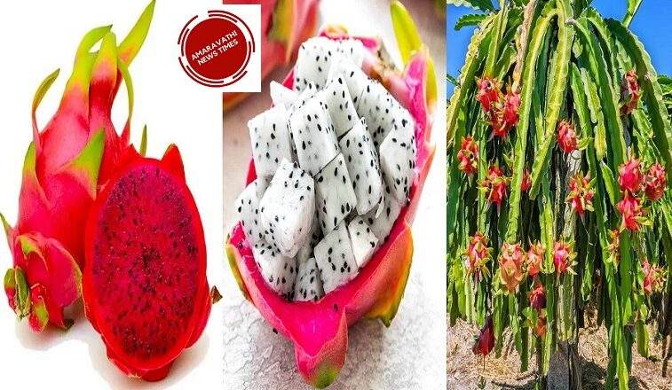 Dragon Fruits to Control Diabetes in Just 2 Days