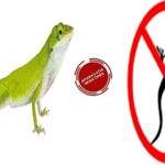 Lizards Control Tips: Do you have a lizard in your house? Do this to get rid of them from your house